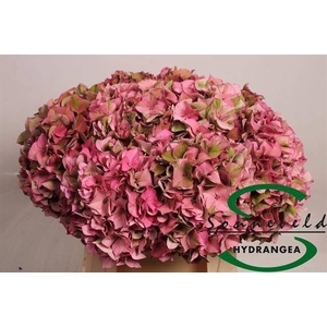 HYDR M CH RODEO CL
