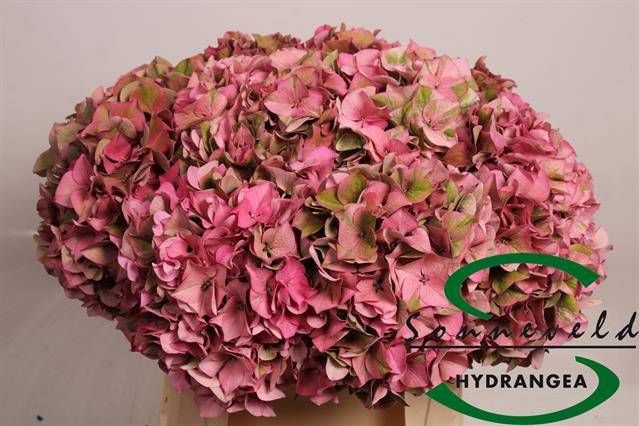 <h4>HYDR M CH RODEO CL</h4>