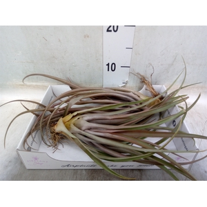 Tillandsia