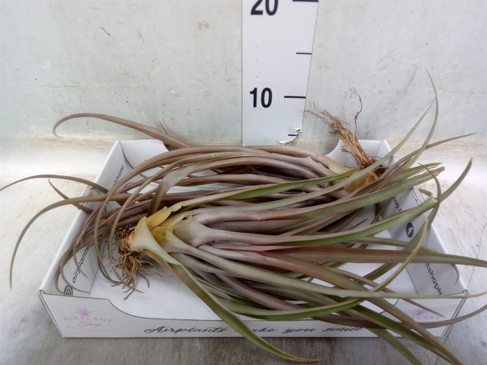 <h4>Tillandsia</h4>