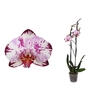 Phal Magic Art 2T16+