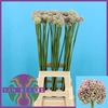 Allium Ampeloprasum