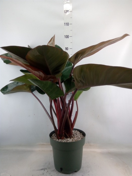 <h4>Philodendron  'Red Beauty'</h4>