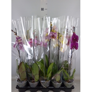 Phalaenopsis   ...mix  5