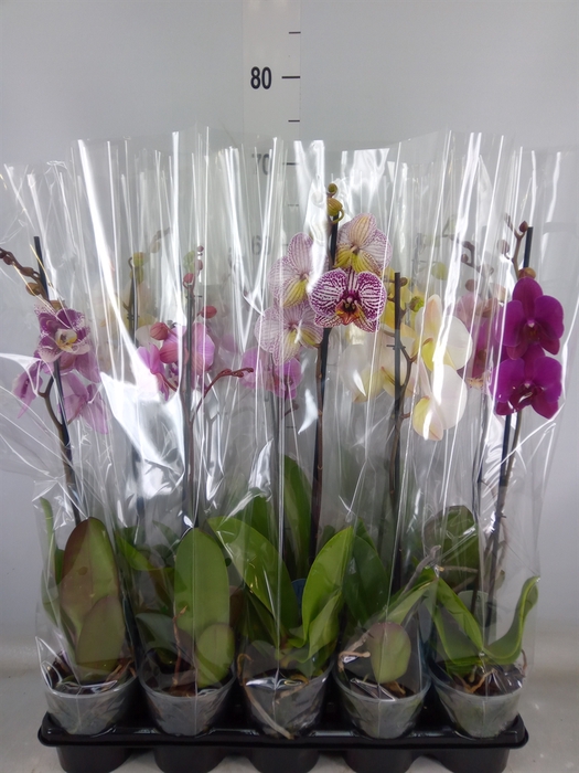<h4>Phalaenopsis   ...mix  5</h4>