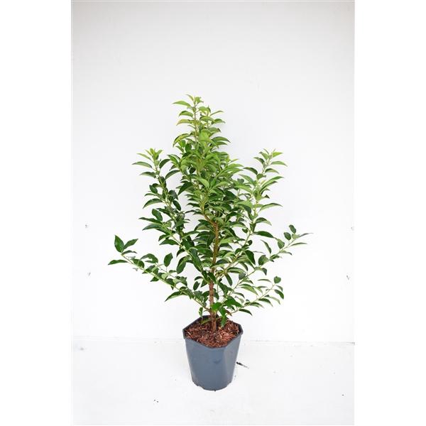<h4>Prunus lusitanica 'Angustifolia' 80-90 cm c5 haag</h4>