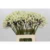 Agapanthus Barcelona