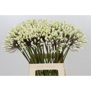 Agapanthus Barcelona