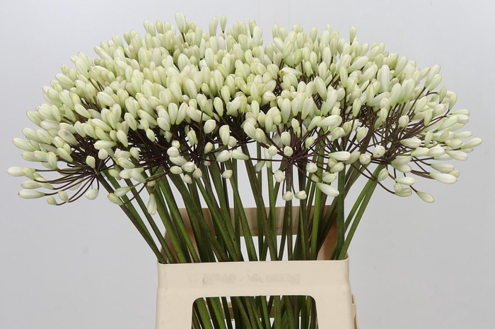 <h4>Agapanthus Barcelona</h4>