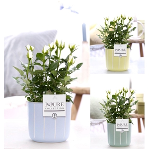 Rosa white in P&PURE Fleur ceramics ass.3