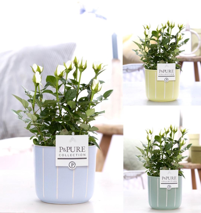 <h4>Rosa white in P&PURE Fleur ceramics ass.3</h4>