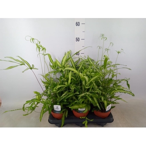 Pteris cretica 'Albolineata'