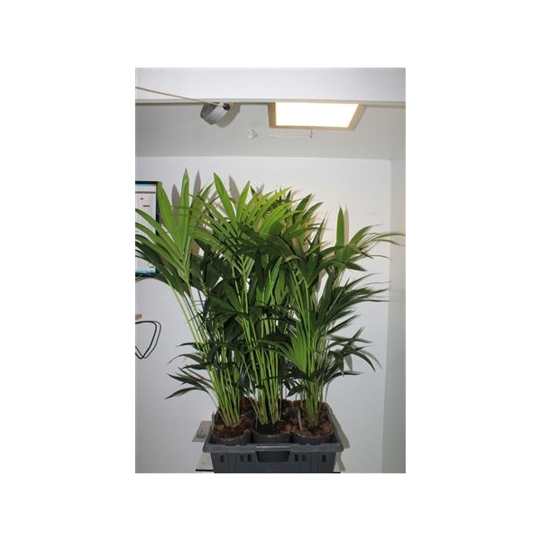 <h4>Howea Forsteriana 4pp</h4>