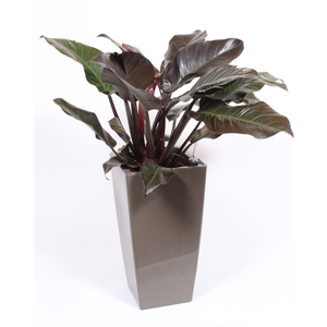 Philodendron Imperial Red in Piza pot 