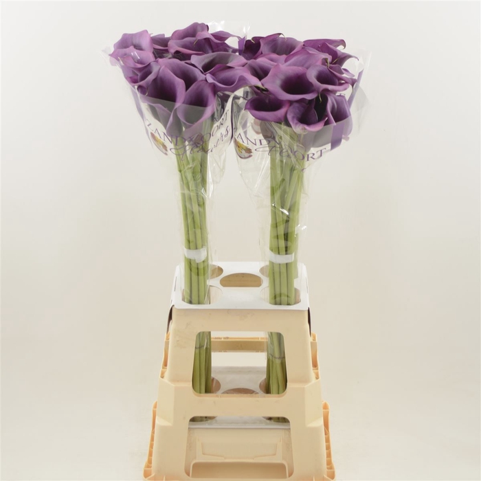 <h4>Calla Durban</h4>