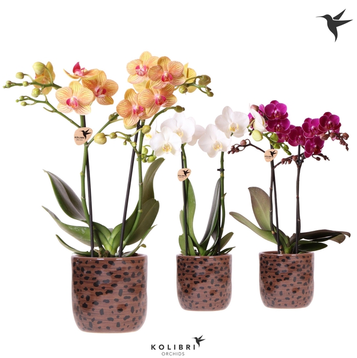 <h4>Kolibri Orchids Phalaenopsis mix 2 spike in Leopard pot</h4>