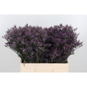 Lim Safora Dark Blue