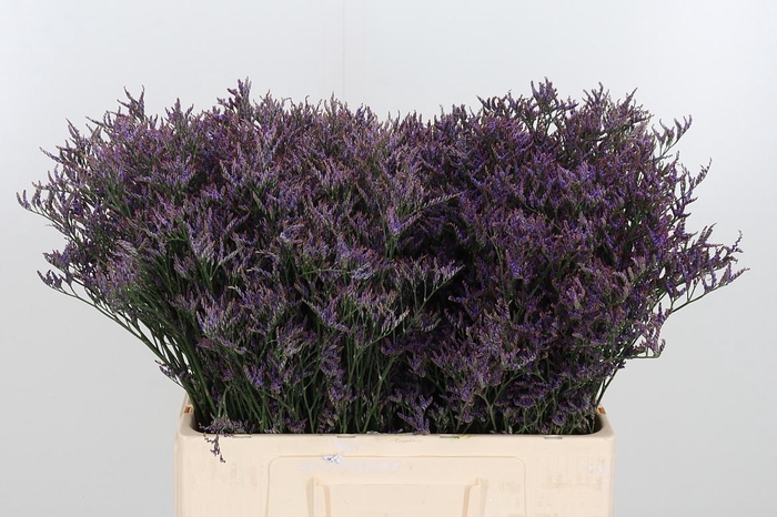 <h4>Lim Safora Dark Blue</h4>