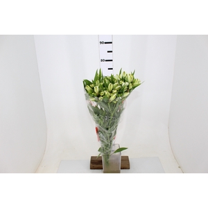 ALSTROEMERIA WHITNEY 080 CM