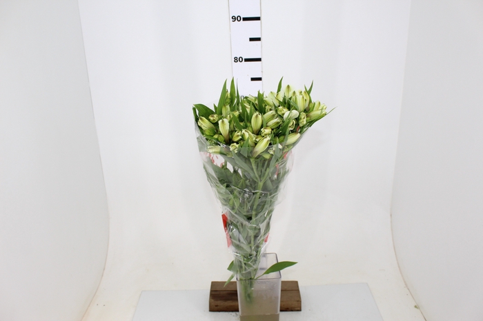 ALSTROEMERIA WHITNEY 080 CM