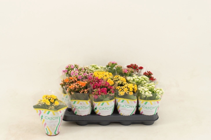 <h4>Kalanchoe Calandiva</h4>