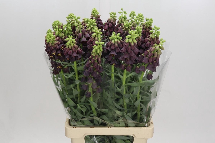 <h4>Fritillaria Persica</h4>