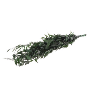 Bunch Ruscus Preserved 150g