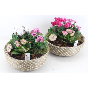 arr4 Outdoor PL - Mand schaal stripe Los