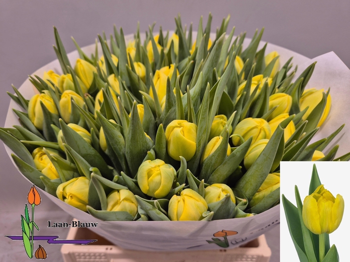 <h4>TU DU DOUBLE TROUBLE</h4>