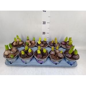 Hyacinthus orie.   ...mix 4