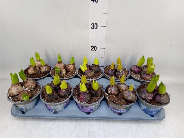 <h4>Hyacinthus orie. ...mix 4</h4>