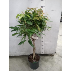 Ficus binn. 'Amstel King'