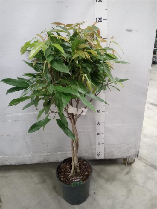 <h4>Ficus binn. 'Amstel King'</h4>