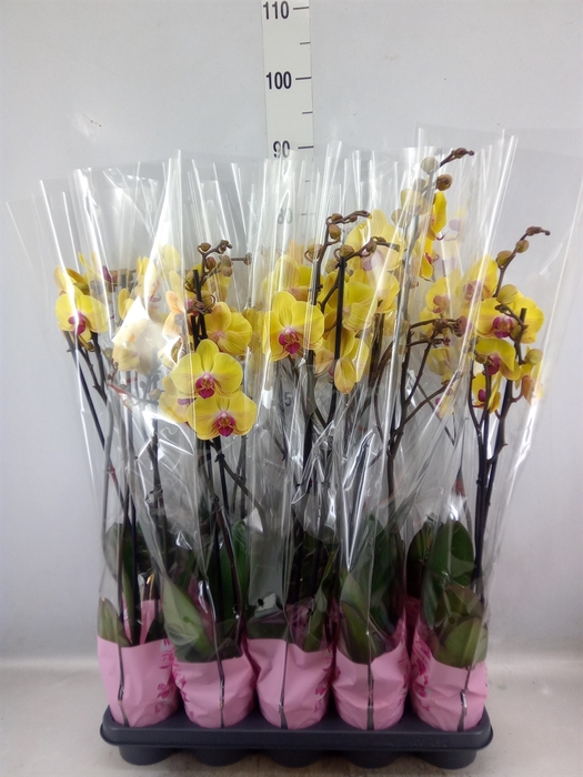 <h4>Phalaenopsis   ...yellow</h4>