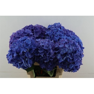 Hydr M Pimpernel 60-20