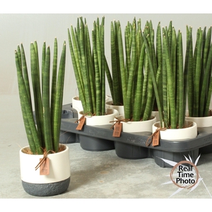 SANSEV CYLINDRICA OV