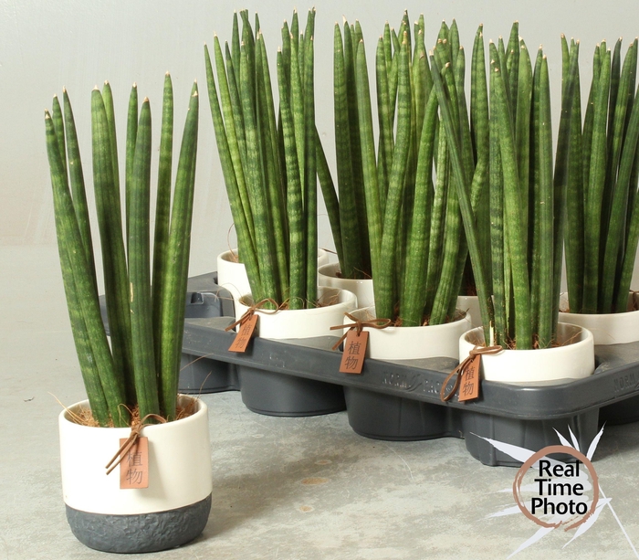 <h4>SANSEV CYLINDRICA OV</h4>