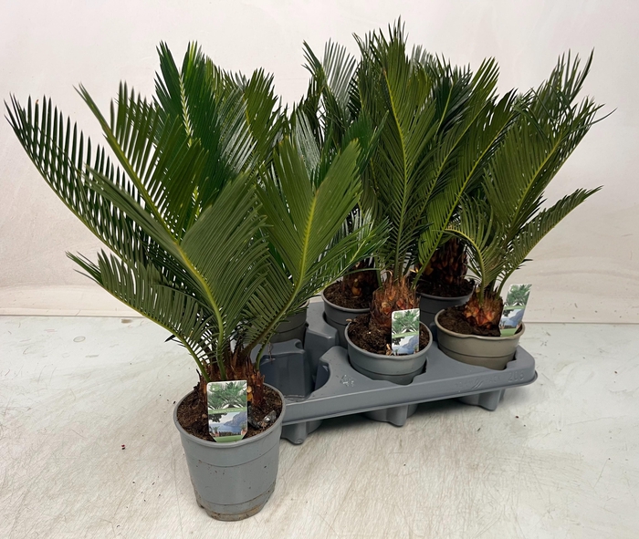 <h4>CYCAS REVOLUTA</h4>