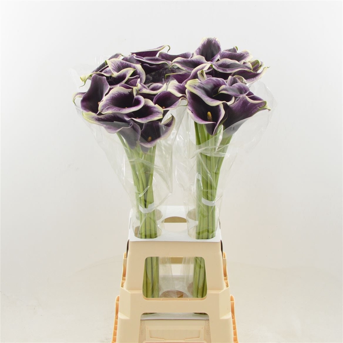 <h4>Calla Dubai Night</h4>