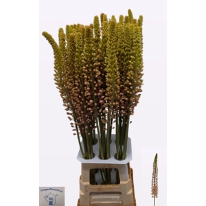 EREMURUS ROMANCE