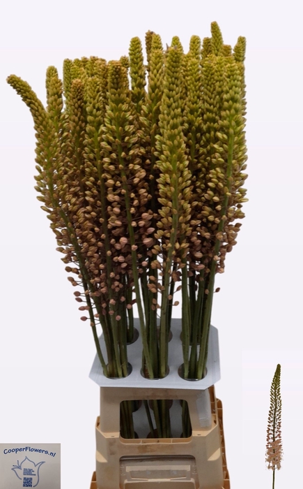 <h4>EREMURUS ROMANCE</h4>