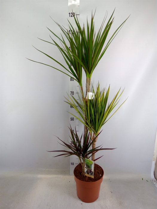 <h4>Dracaena marg.   ..mix 3</h4>