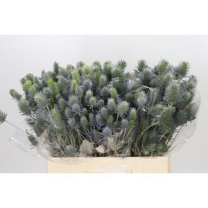 Eryngium Electric Dynamite