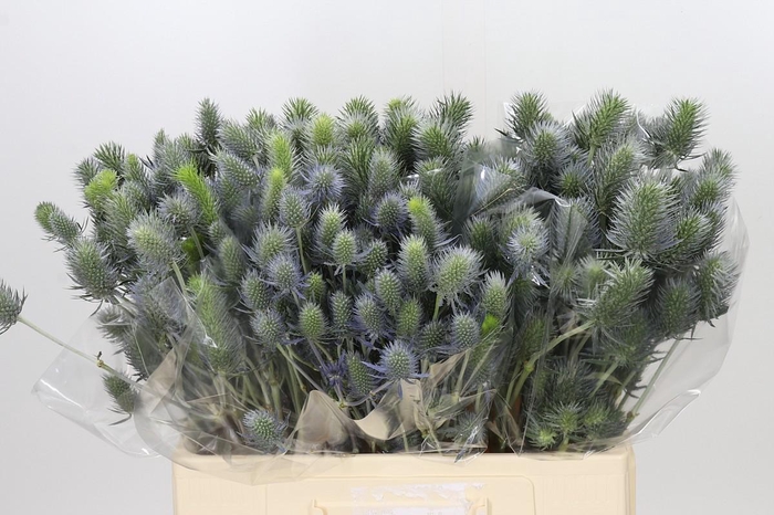 <h4>Eryngium Electric Dynamite</h4>