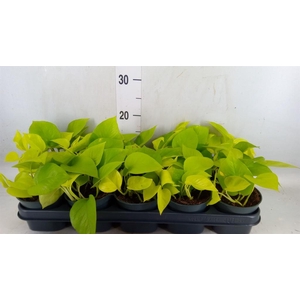 Epipremnum pinn. 'Golden Pothos'