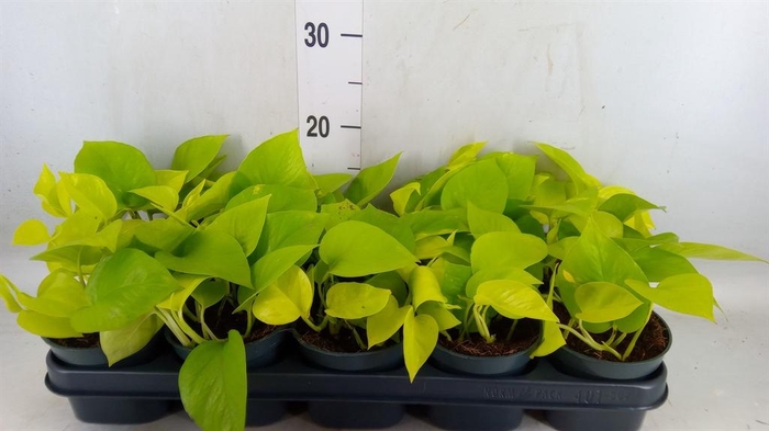 <h4>Epipremnum pinn. 'Golden Pothos'</h4>