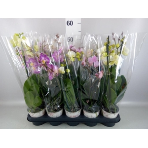 Phalaenopsis   ...mix