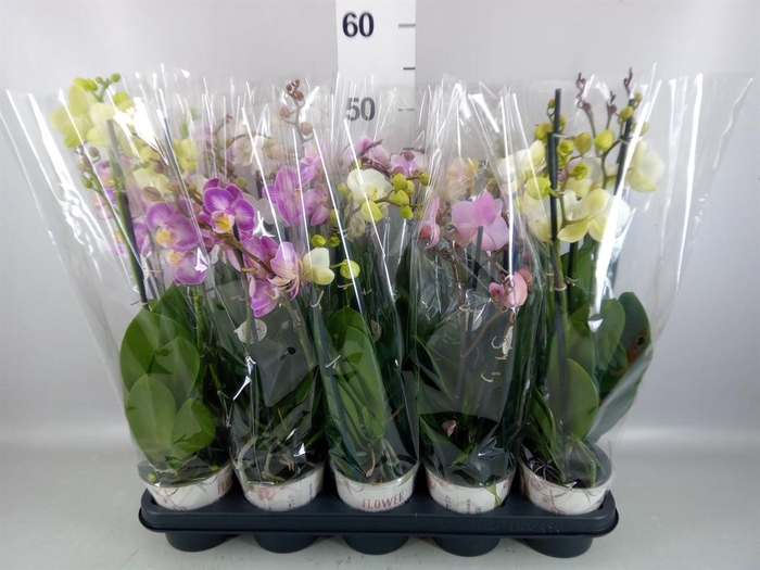 <h4>Phalaenopsis   ...mix</h4>