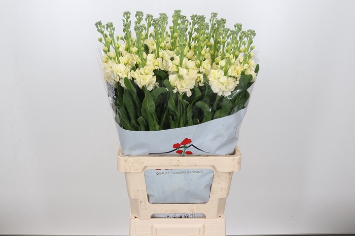 <h4>MATTH IRON YELLOW</h4>