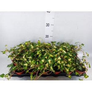 Hedera helix